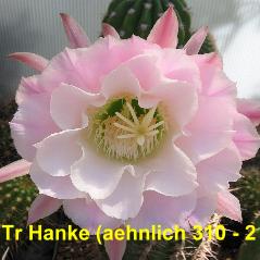 Tr. Hanke (aehnlich 310 - 2).4.1.jpg 